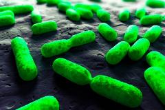 Gut Microbes