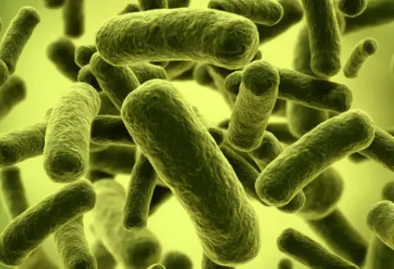 Un HMO para cada bifidobacteria (news)