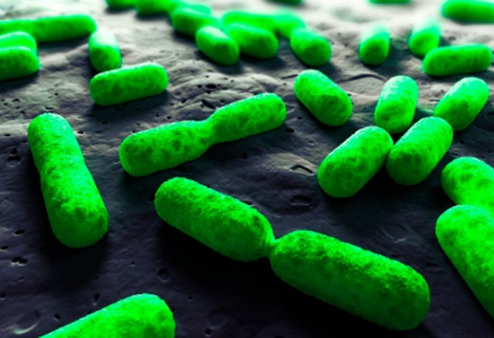 Una investigación revela cómo las bacterias intestinales se adaptaron a la leche materna humana (news)