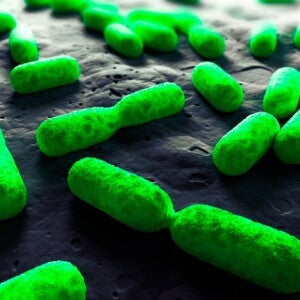 Una investigación revela cómo las bacterias intestinales se adaptaron a la leche materna humana (news)