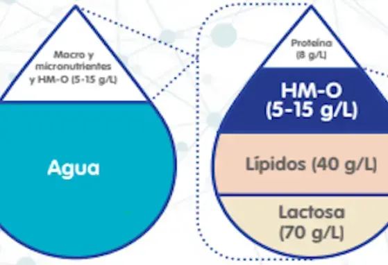 Oligosacáridos de la leche humana (infographics)