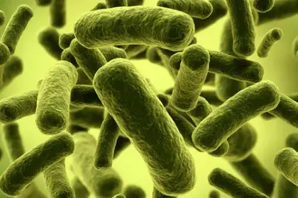 El papel de los HMOs en el desarrollo de la microbiota intestinal (news)